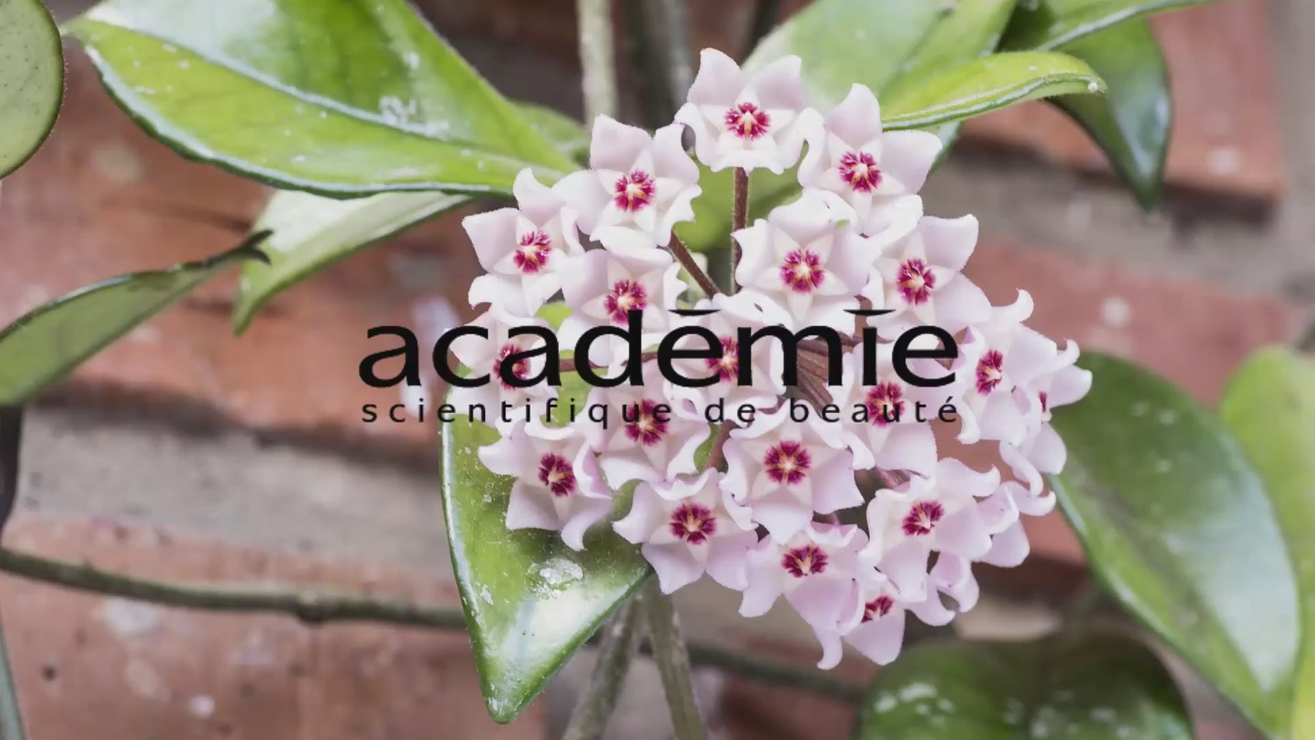 Încărcați videoclipul: Crema cu efect calmant si hidratant Academie Hypo Sensible Creme Universelle 50ml